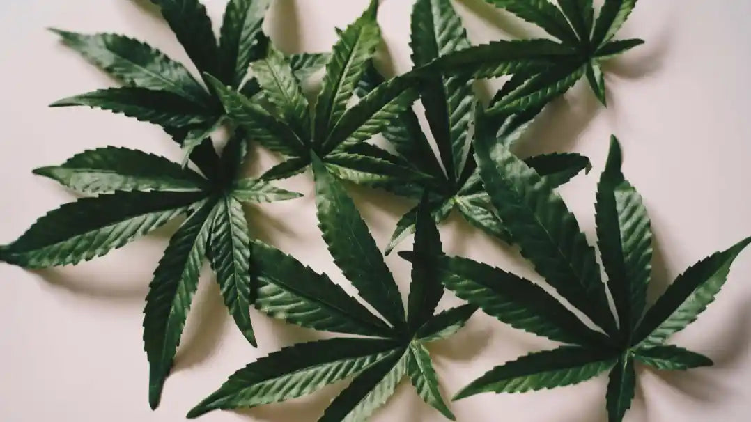 Kuinka kauan kannabis näkyy veressä?