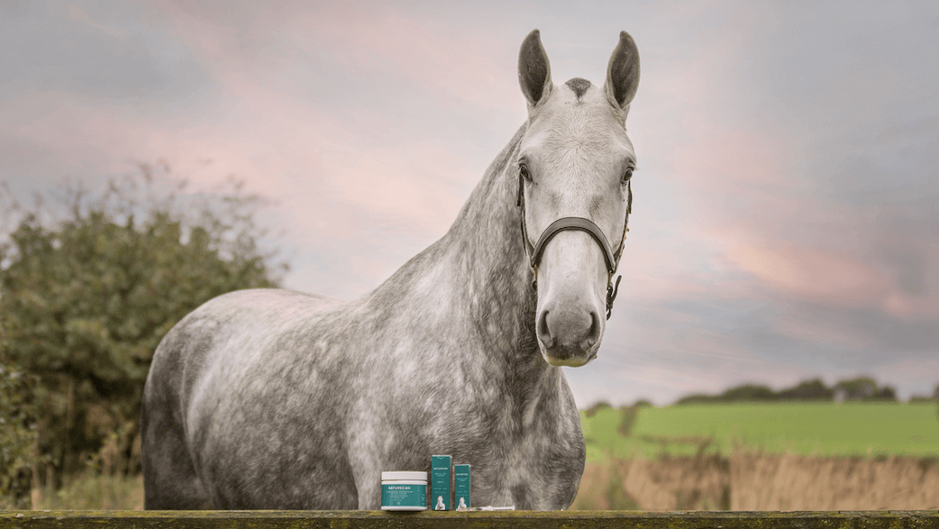 CBD-öljy hevoselle