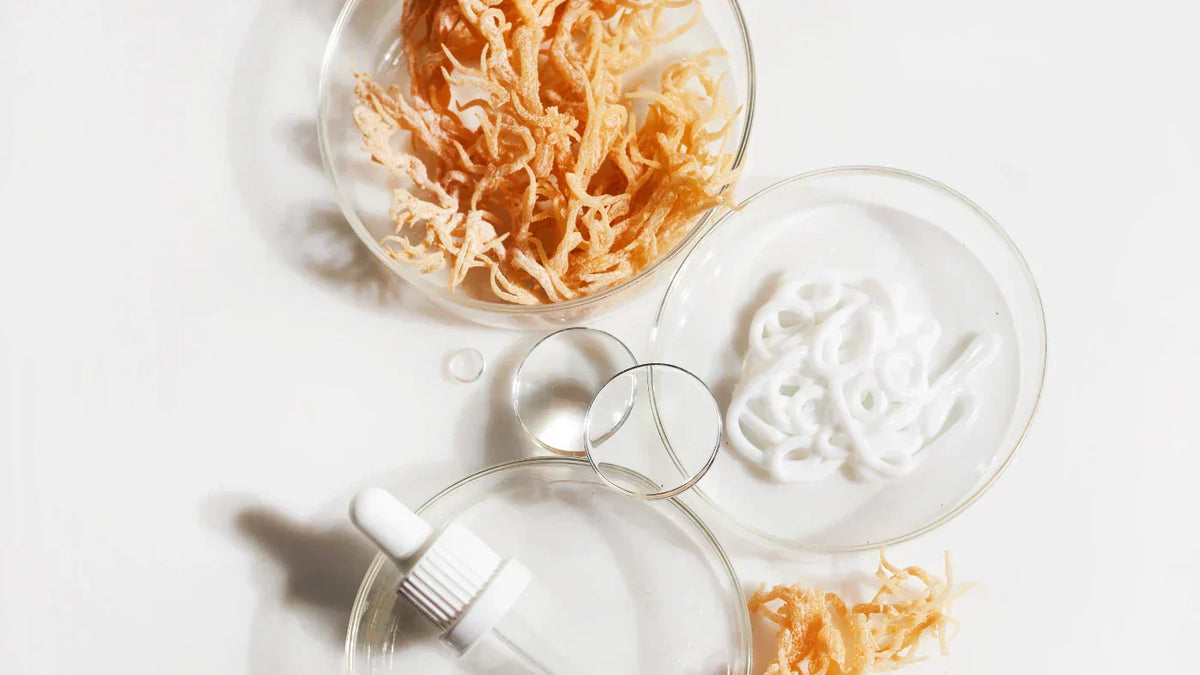 sea moss hyödyt