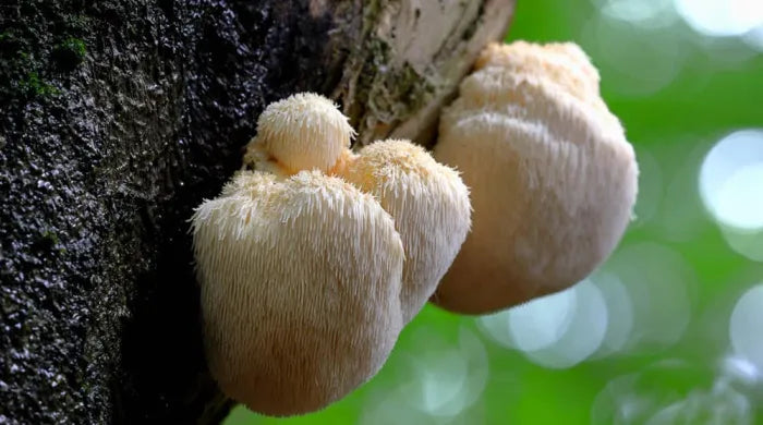 Siiliorakas